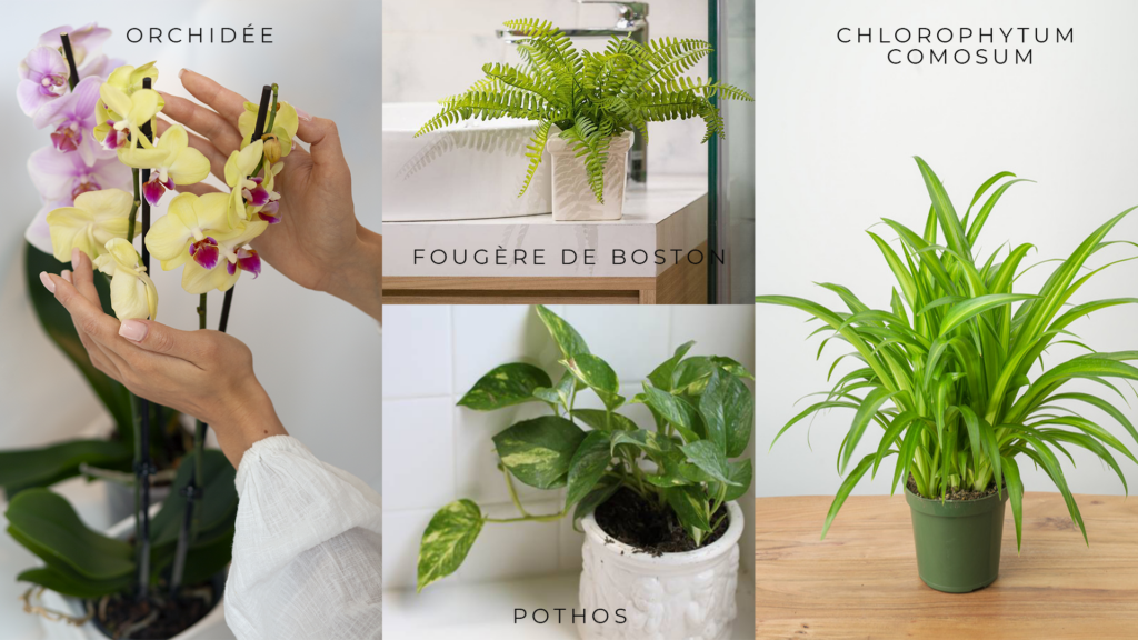 Plantes d'intérieur pour salle de bain