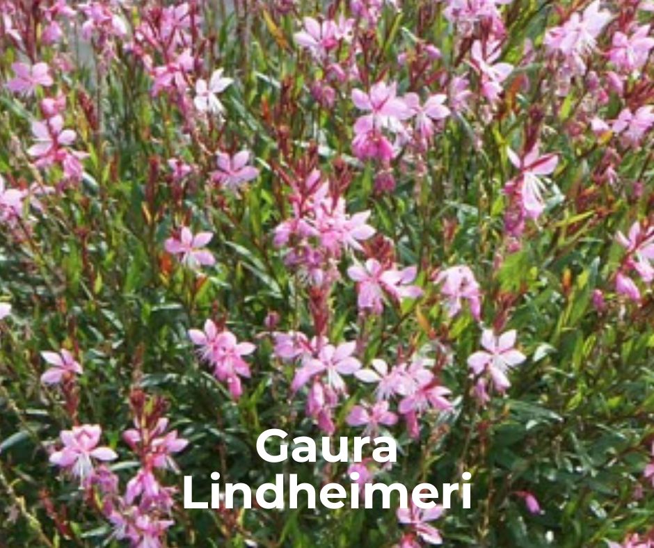 Plantes à planter en automne en Tunisie gaura 